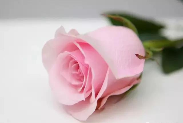 100种玫瑰花品种大全,玫瑰花有哪些品种大全