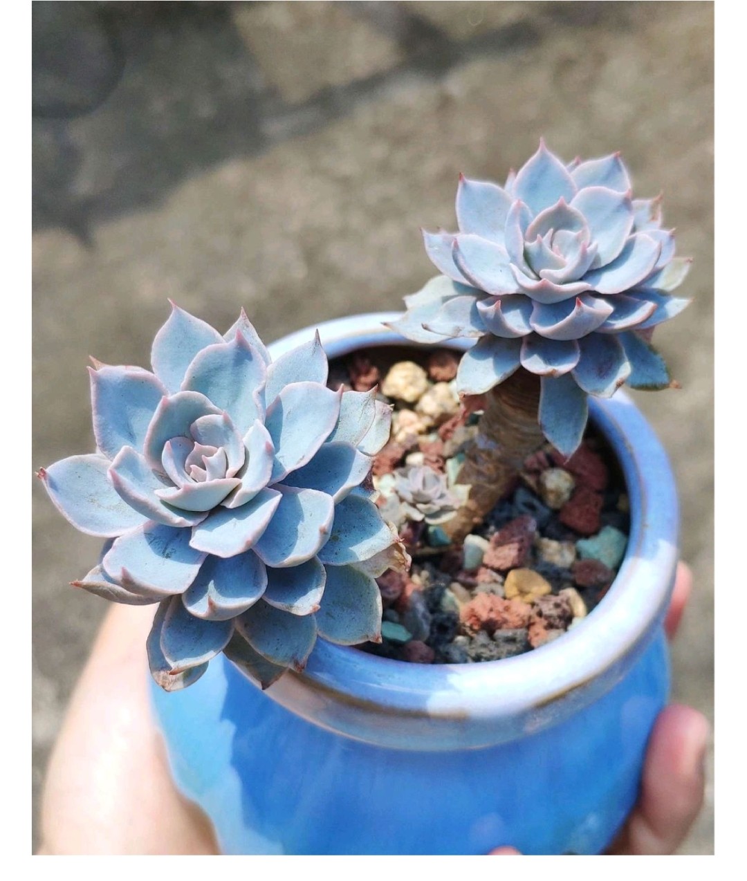 多肉爱长草怎么办,多肉爱火怎么养