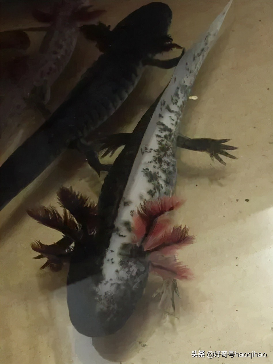 六角恐龙鱼为什么有再生能力,六角恐龙鱼腿再生