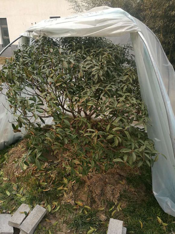 桂花怕冷吗北方怎么养,桂花冬天不怕冻