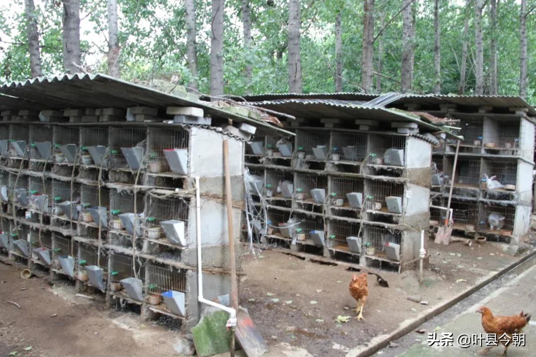 龚店镇庞小丽：人大代表变身“兔”司令