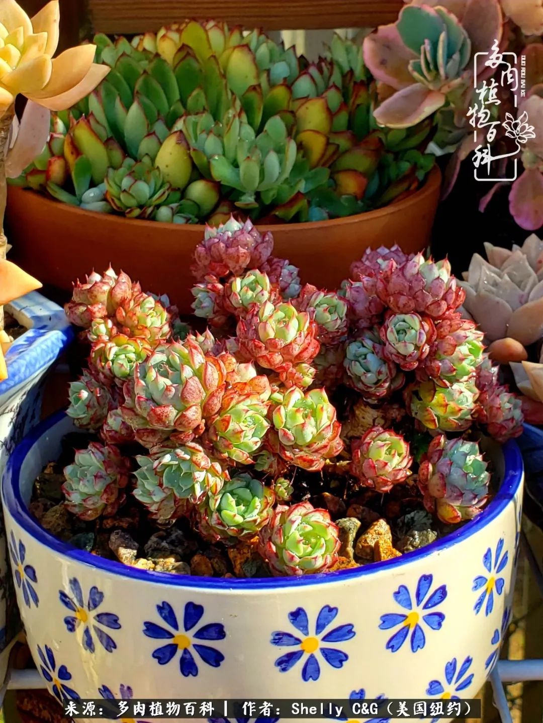 美国纽约有多少华裔人,美国纽约有多少个华人