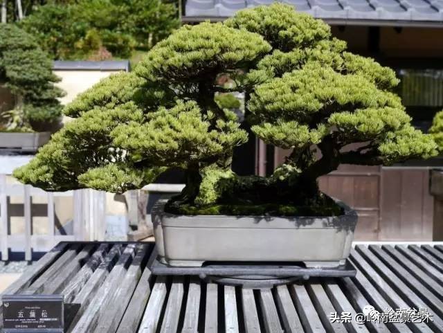 松树在水旱丛林盆景创作中的运用 (松树丛林盆景经典之作)