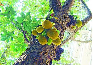 树菠萝种植技术和管理方法,菠萝苗的种植方法和注意事项