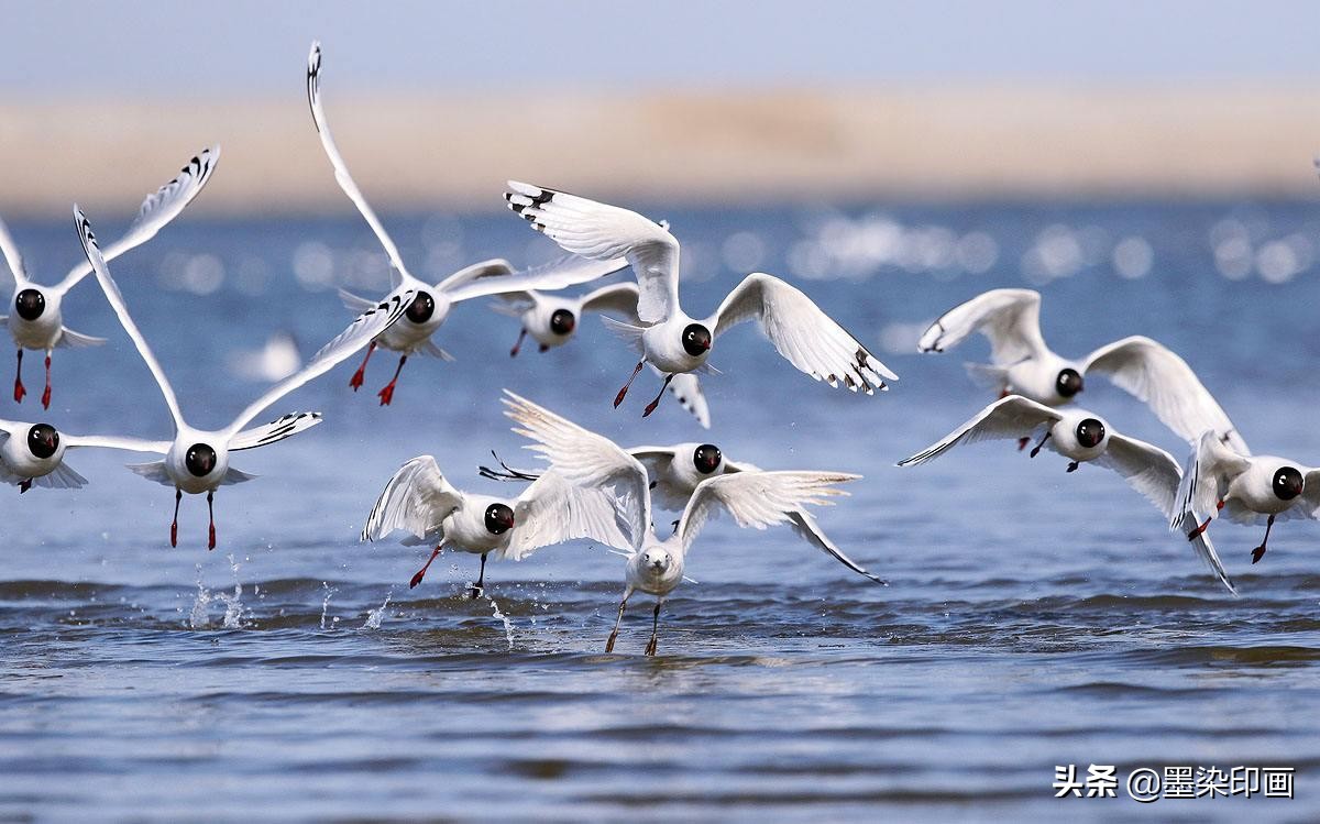 观鸟拍鸟最佳效果图,如何拍鸟这些鸟类摄影技巧要学会