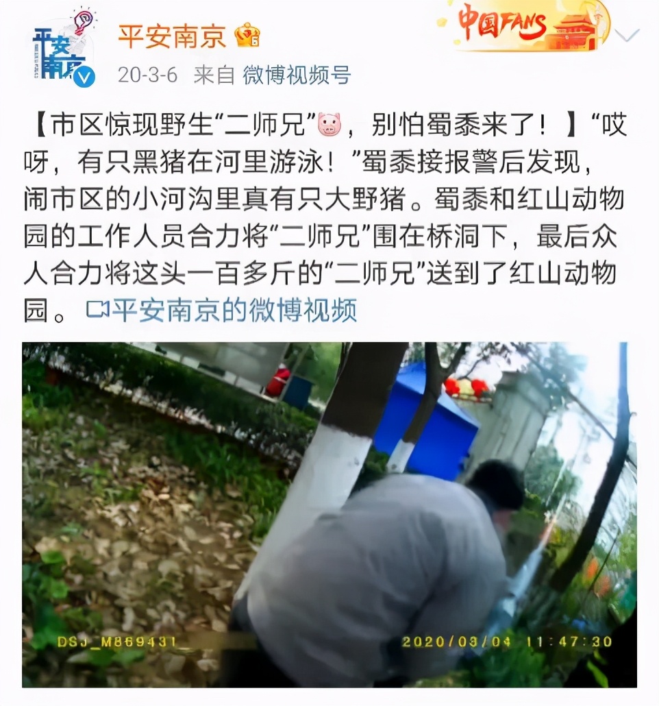 大象迁徙事件始末,大象迁徙为什么又回去了