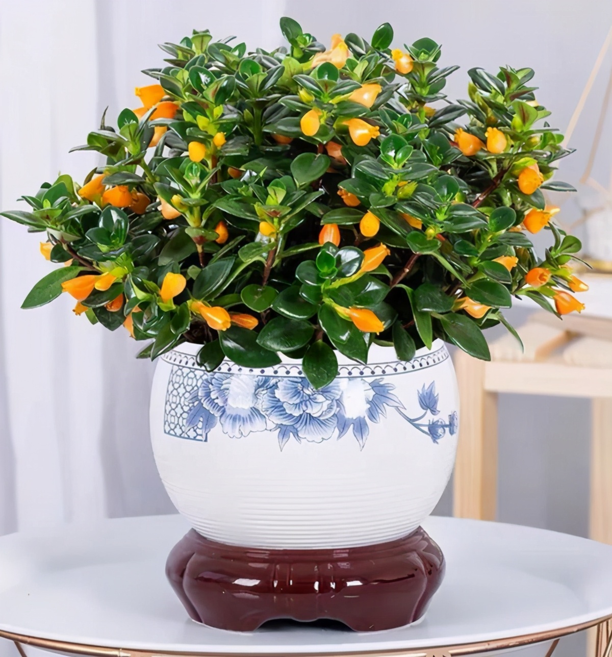 吊兰养护方法及注意事项,养吊兰注意这几点让其蹭蹭长爆盆