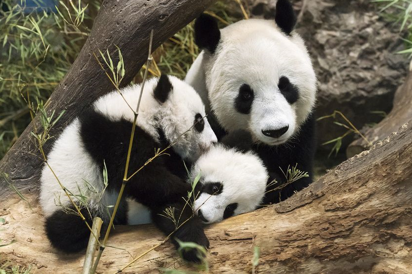 长春动物园新址在哪个位置,长春野生动物园二期储备地