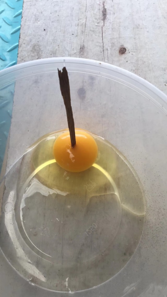 中药里的营养虫,中药营养鸡