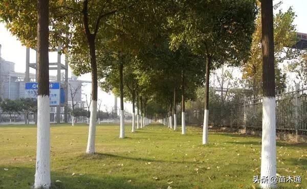 园林绿化苗木栽植为什么不易存活,苗木存活十大绝招