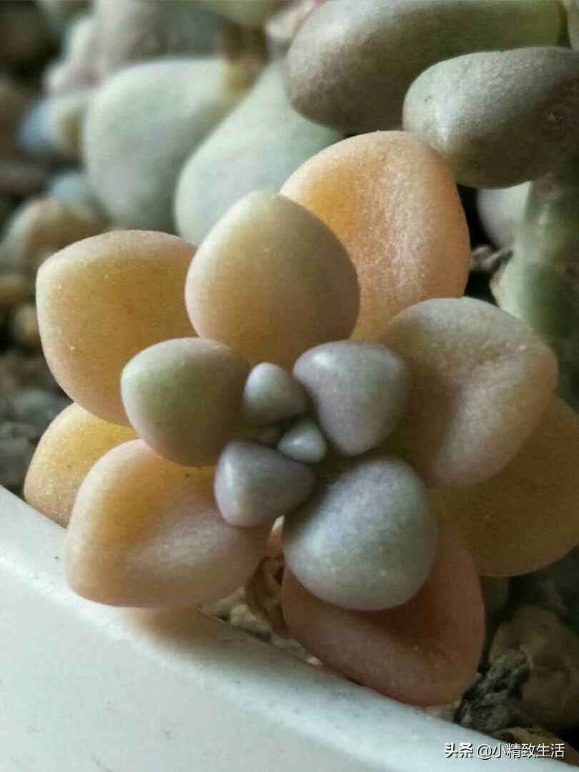 多肉植物化水,多肉植物化水是什么意思