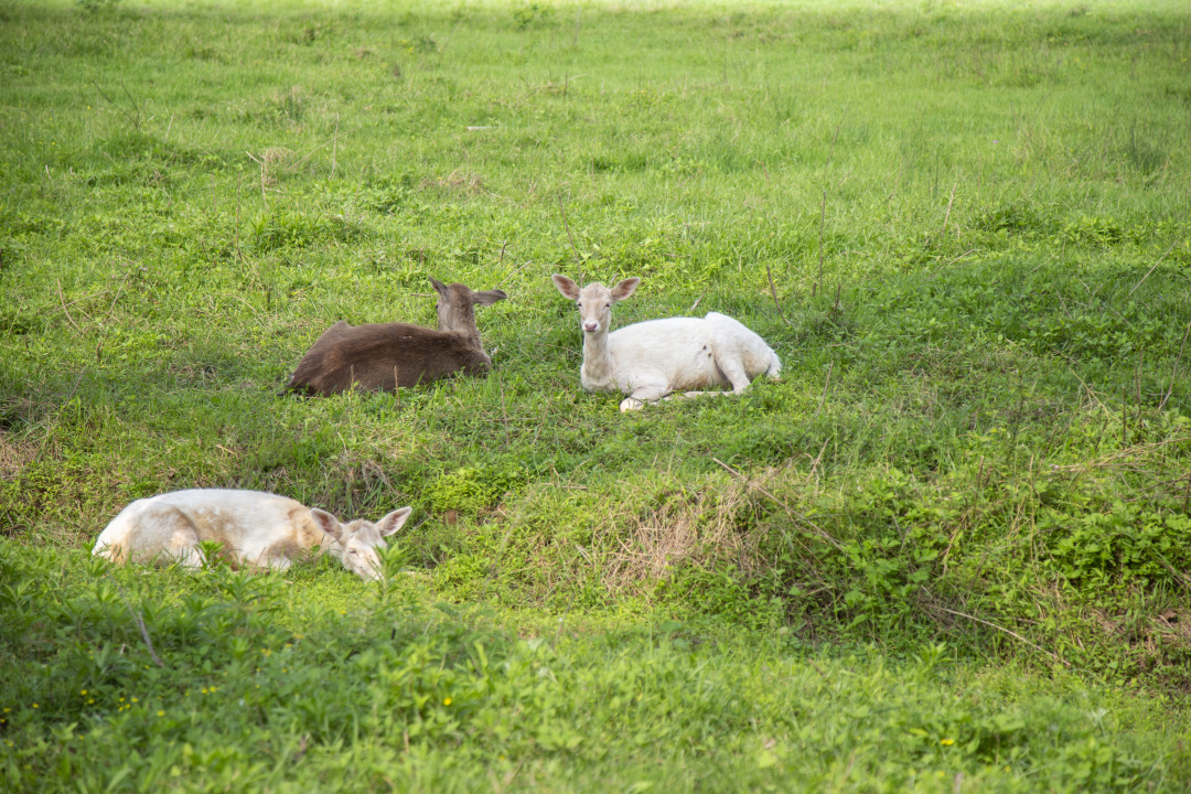 长沙洋沙湖湿地公园,湘阴洋沙湖五一活动