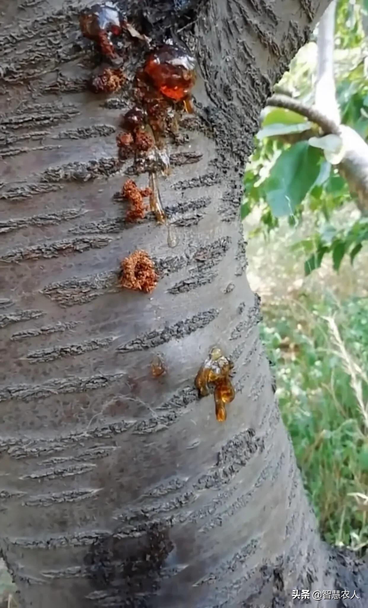 预防桃树流胶病用什么药,桃树流胶什么时候防治