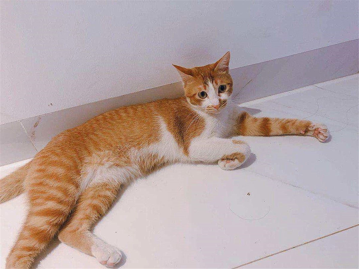 橘猫为什么不叫黄猫,橘猫不叫是什么原因