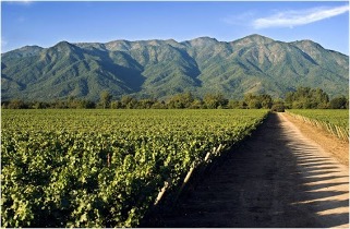 法国国家认证侍酒师|带你认识葡萄酒“甜心美人”：梅洛