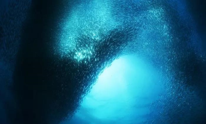 菲律宾最美十大海岛可以钓鱼吗,菲律宾最适合度假的岛