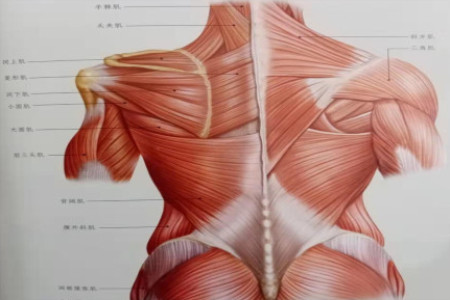 经常玩电脑腰酸背痛？大神教你6个独家拉伸技巧，背部轻松365天