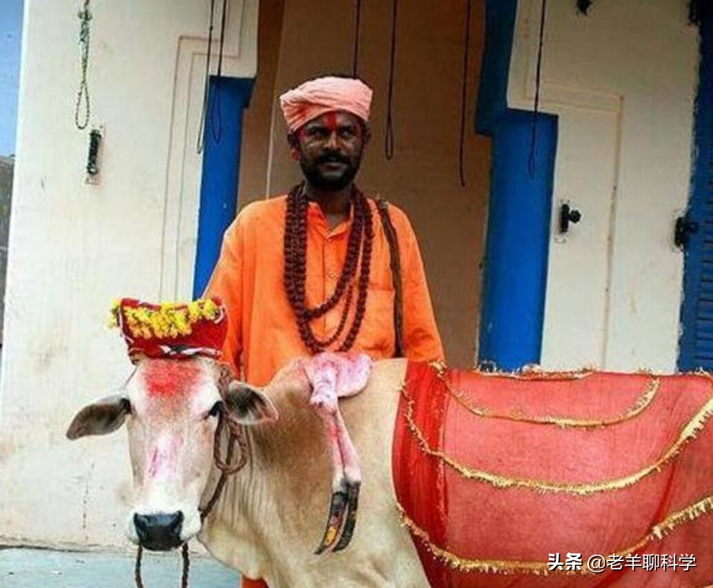 长出白斑!恒河鳖被宠到自然老死而泛滥,中国吃货能解决吗?