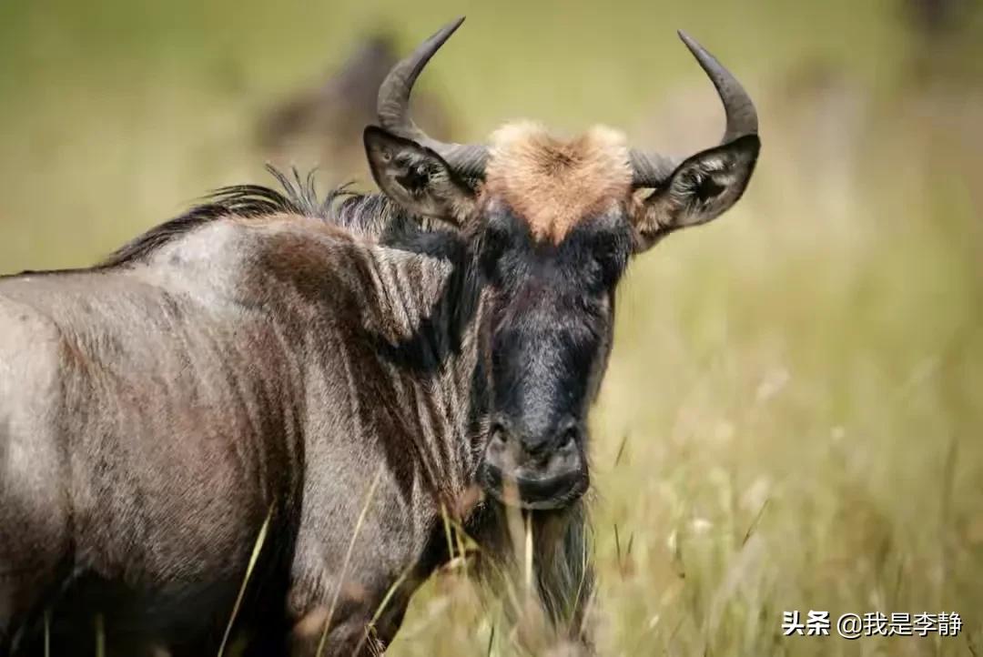 非洲的几内亚与当下的娱乐圈,一个穷的掉渣,一个富的流油