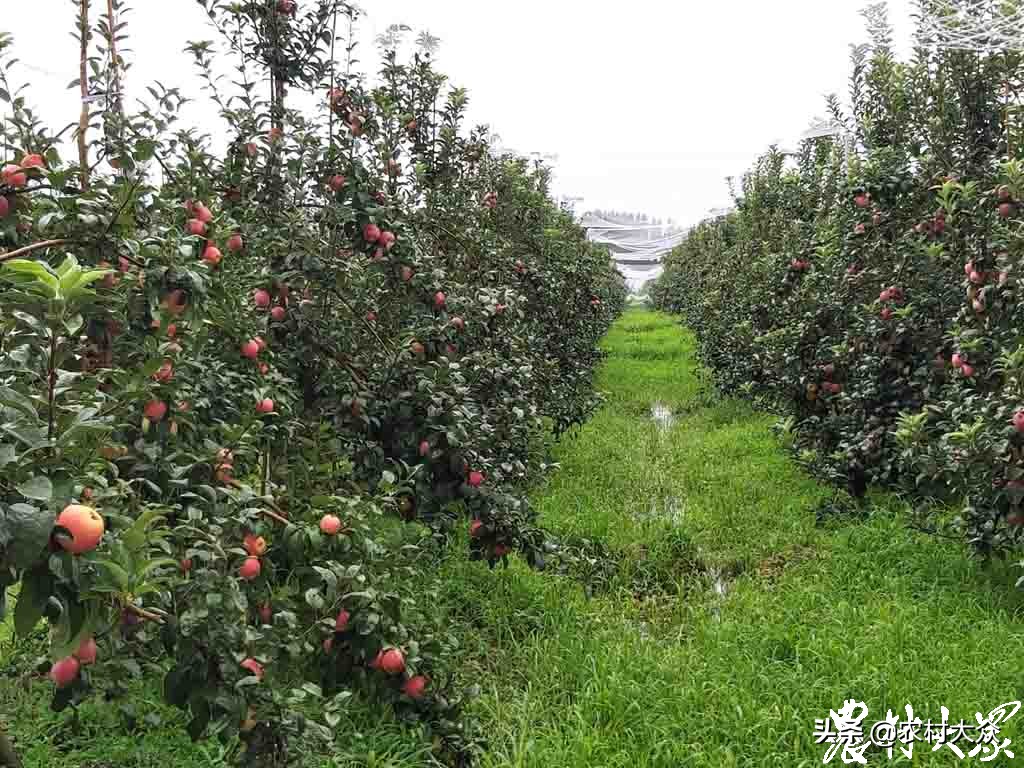 苹果新品种鲁丽,花10000买苹果最新款有必要吗