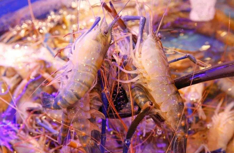 湄公河大虾现在情况怎么样,湄公河大虾泛滥却没人敢吃