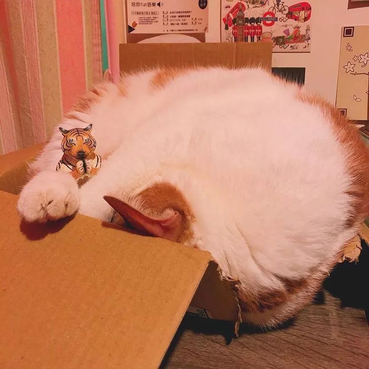 为啥猫是液体的,猫咪是液体猪吗