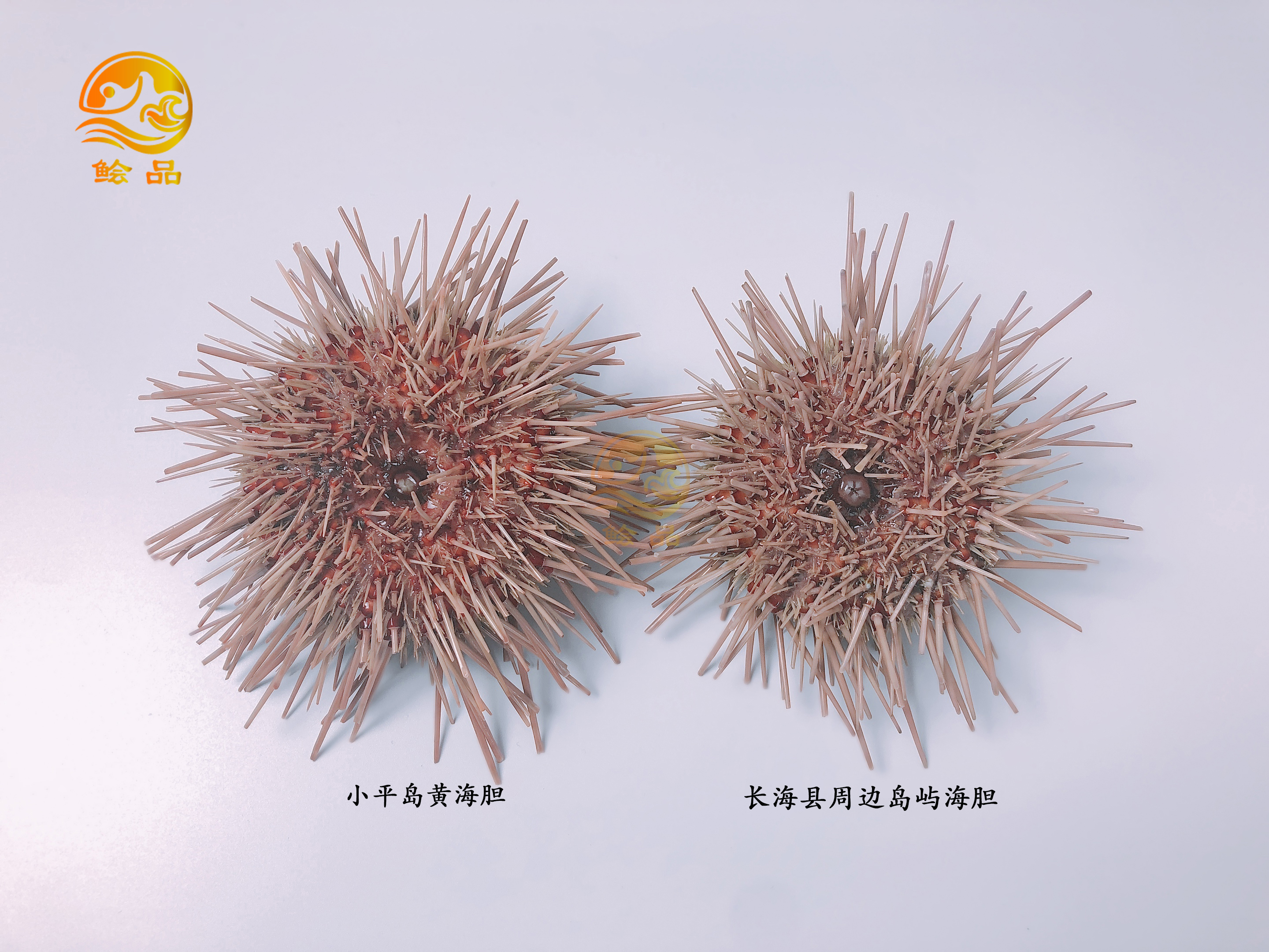 閲嶅ぇ鎻,鐧借壊娴疯儐鑲夎兘鍚冨悧