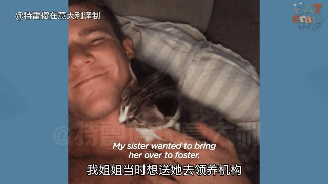 如果你遇到一只流浪猫你会怎么做,如果你遇到流浪猫你该怎么办