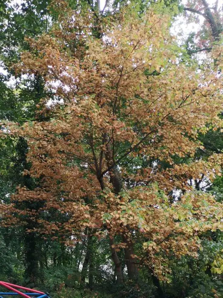 纽约疫情日记蓝蓝,纽约复工记