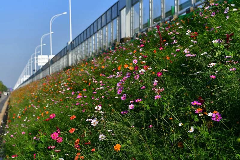 武汉花海上新,2020年武汉花海