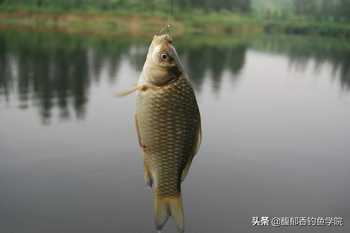 麝香鱼饵中麝香是真麝香么,麝香酒麝香液麝香水有什么区别吗
