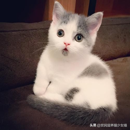 新手养猫家庭必备药省钱又好用,养猫必备18种药物有哪些