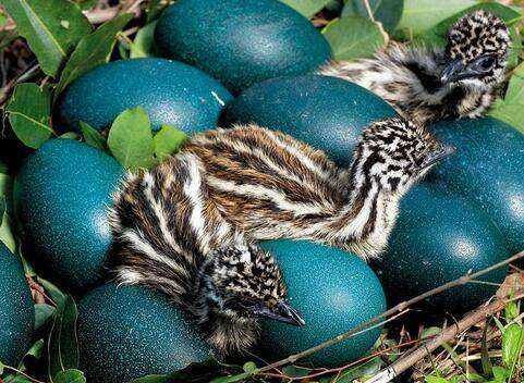 2019十大养殖品种图片,这两年最火的养殖品种