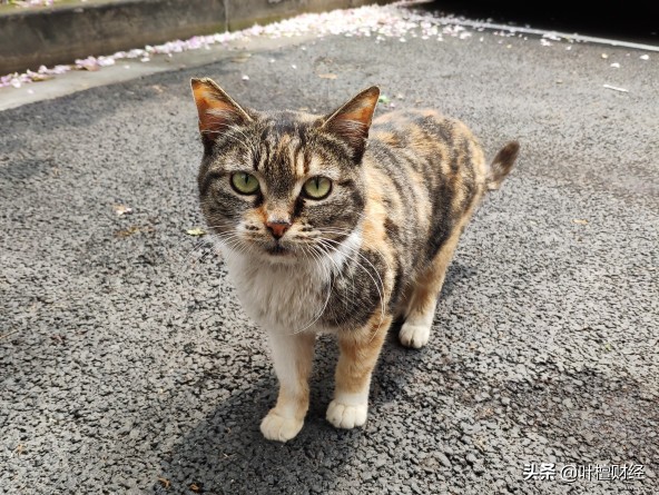 30倍杠杆为什么跌1.5%就被爆仓,100倍杠杆如何防止爆仓