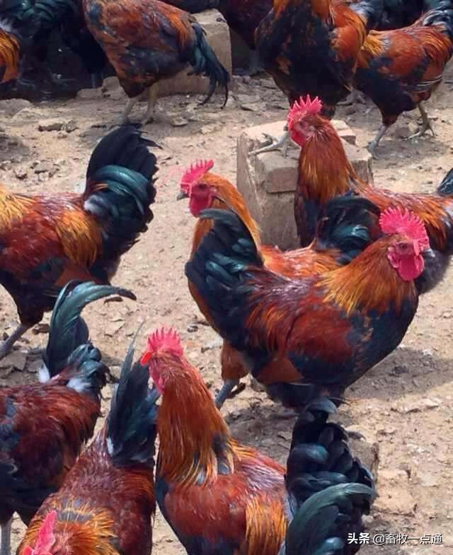 肉鸡滴虫病,肉鸡梭菌怎么预防