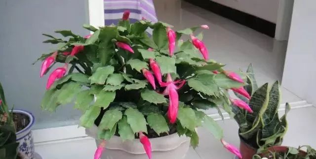 1个洋葱丢盆里,花朵砰砰开,一下能变2个头,省钱了!