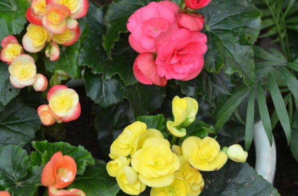 丽格海棠好看不好养?掌握正确的养殖技巧,叶绿花红养得久