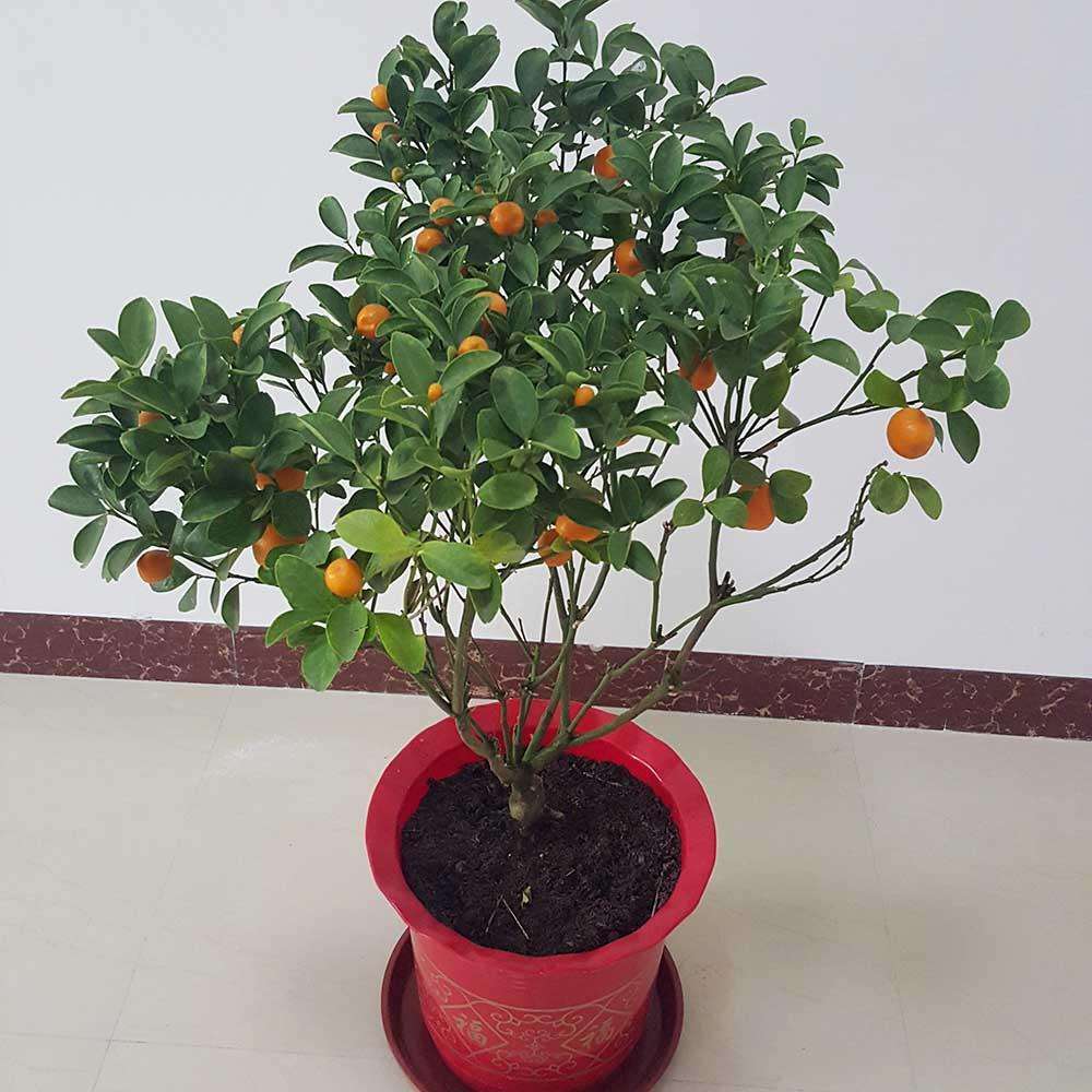 喜欢果树养一盆小金桔,枝叶繁茂能结果,放在家里有美好寓意