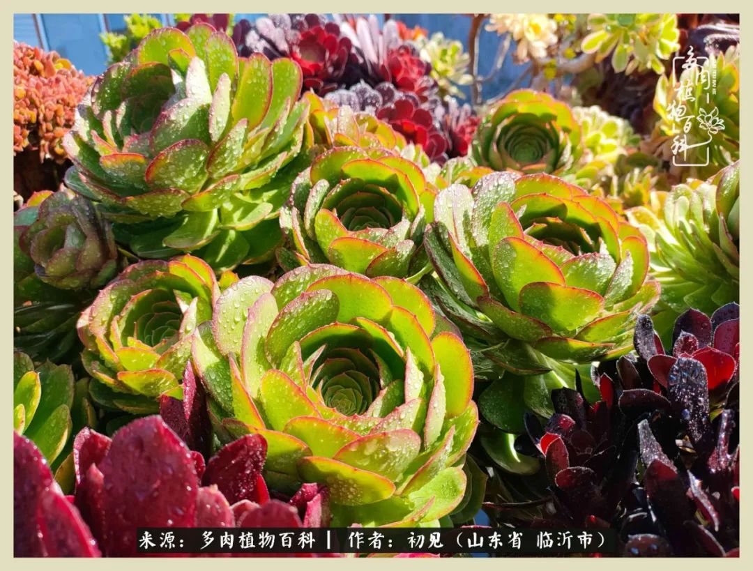 和多肉植物相伴,和多肉相处的心情