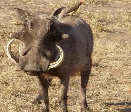 这把手枪造型奇特,一发击杀野猪,它威力巨大却没人敢用?