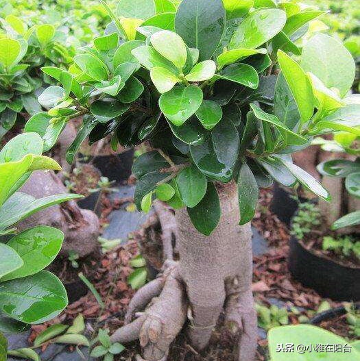 室内盆栽榕树的养殖方法,怎样养盆栽榕树最好