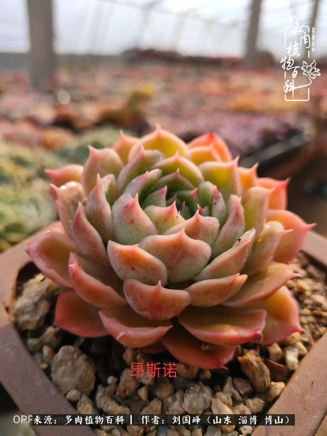 冬季室温20度以上多肉怎么养,贵的不一定就是好的便宜的