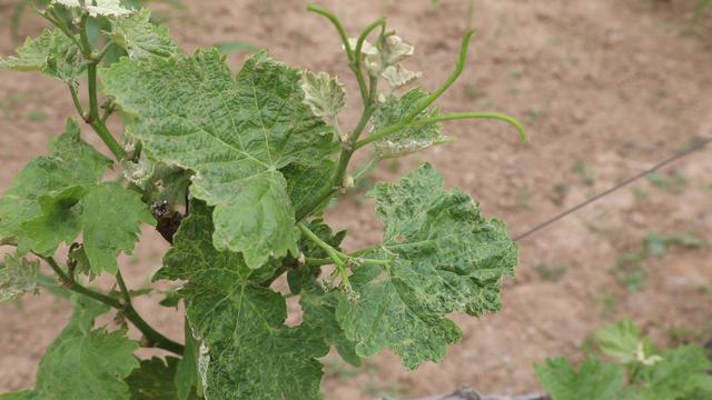 为什么自家种的葡萄不容易一起熟,为什么葡萄园拿回来种长得不一样