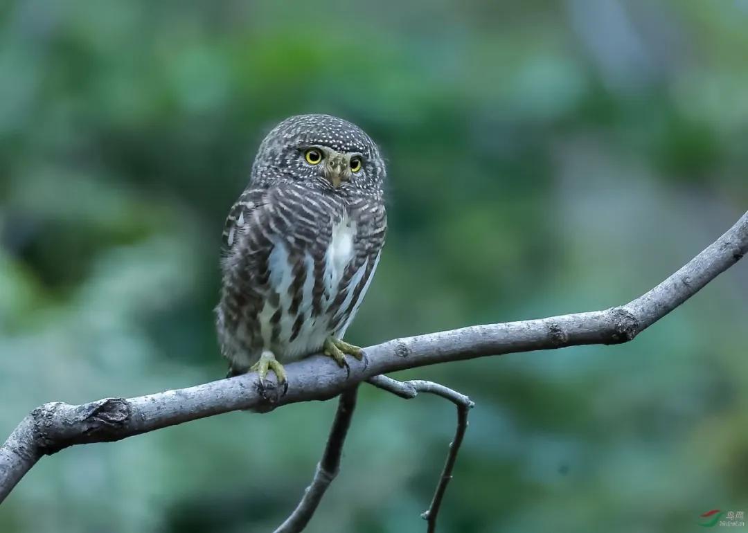 贩卖野生一级保护动物判多少年,警方严查野生动物犯法吗