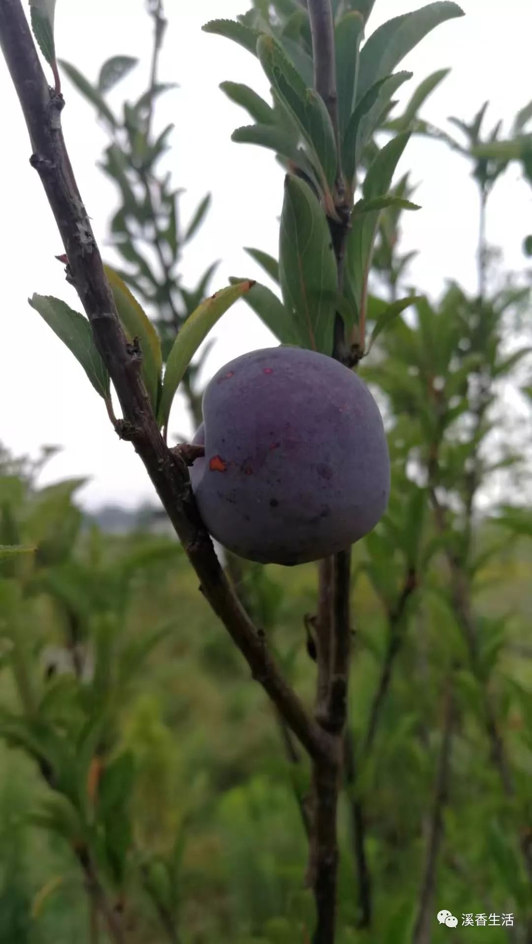 西溪南古村落惬意慢生活,徽州西溪南生活