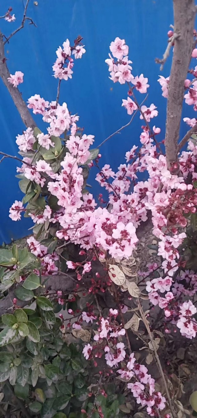 中考语文课外文言文分类33篇,语文中考课外文言文阅读答题技巧