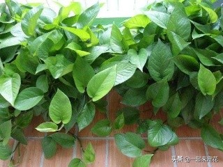 绿萝是个老酒鬼，一周喝一碗，新叶呼呼长，黄叶绿回来