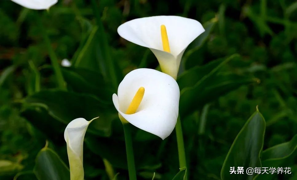 马蹄莲花摆放家里好吗,马蹄莲盆栽欣赏