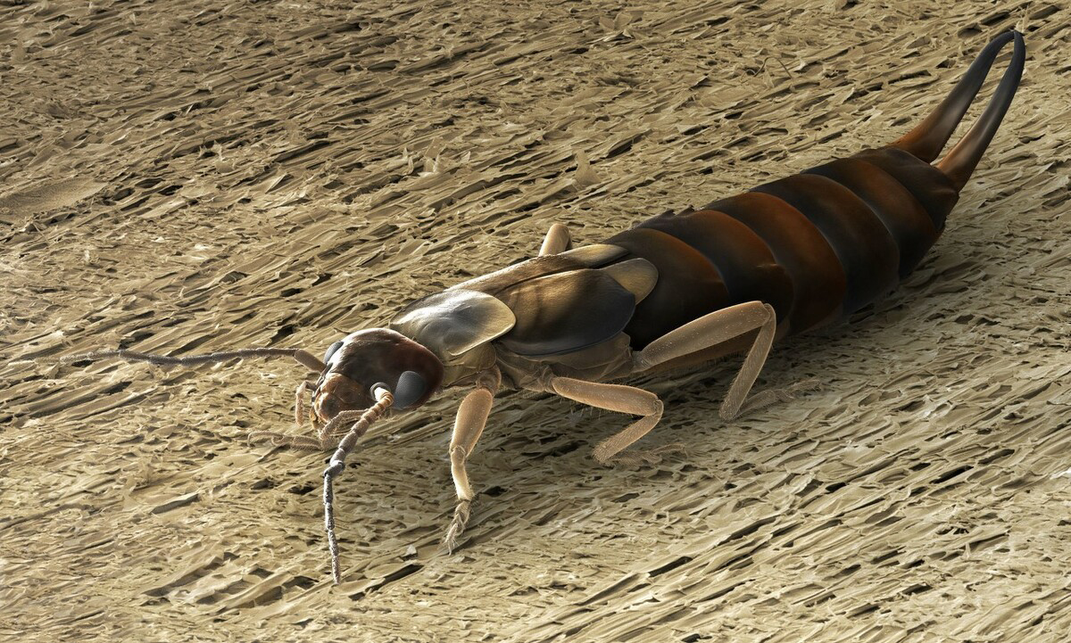 尾部长钳子的耳夹子虫,尾部带夹子的虫子