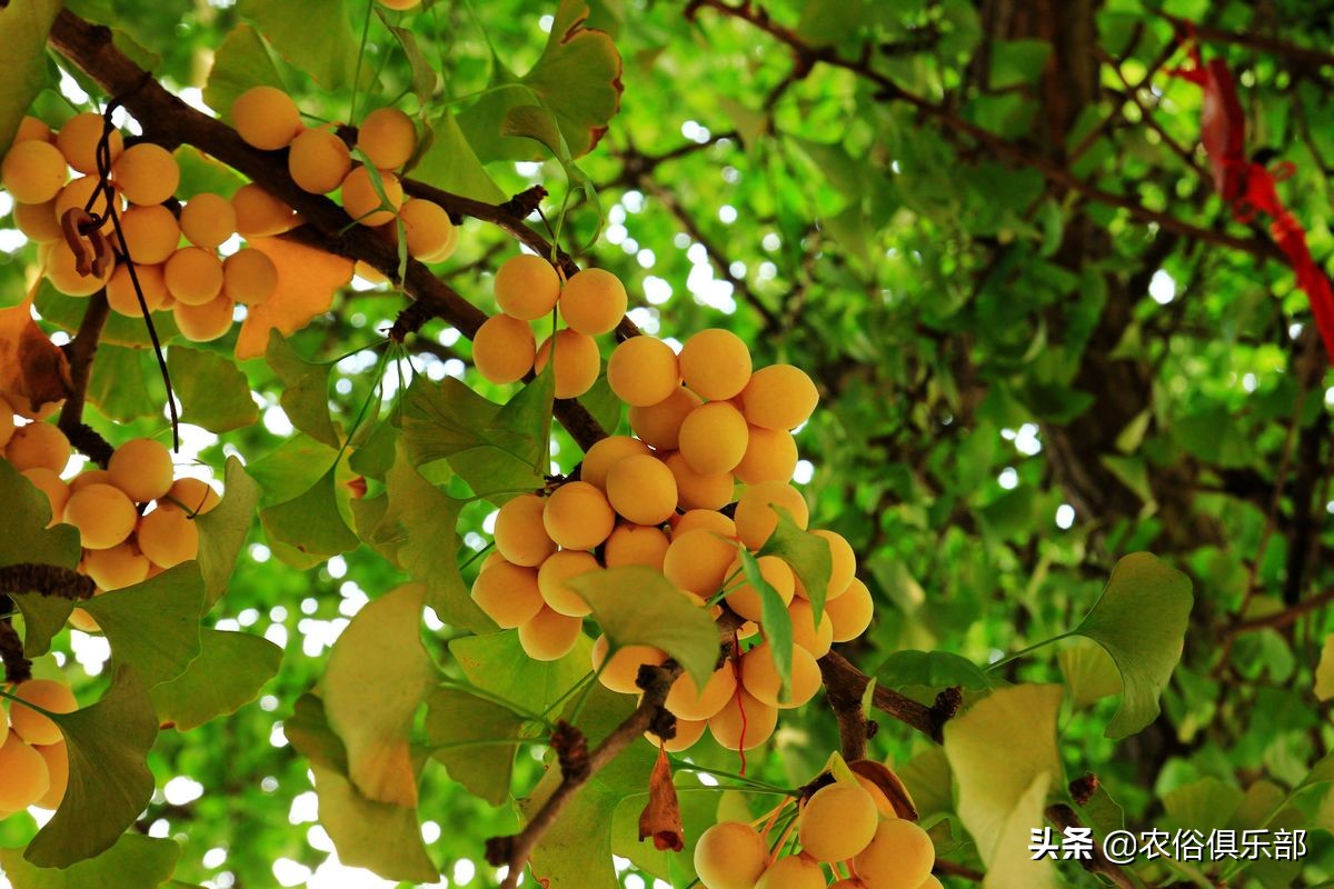 房前不种桑树房后不种柳树,前不种桑后不栽柳意味什么